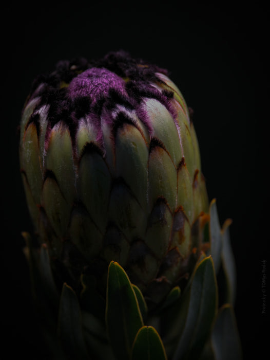 PROTEA - PHOTO PICTURE 63