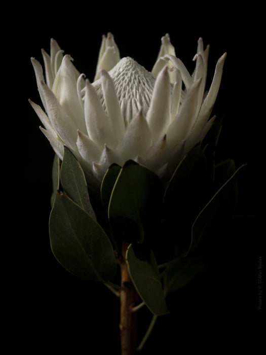 PROTEA - PHOTO PICTURE 64