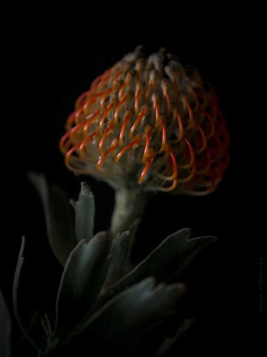 PROTEA - PHOTO PICTURE 67