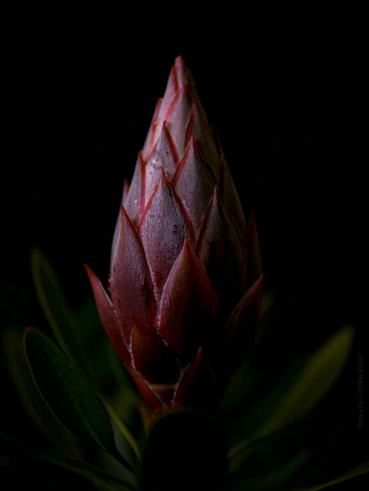 PROTEA - PHOTO PICTURE 68