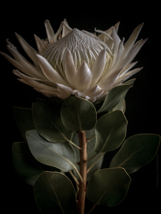 PROTEA - PHOTO PICTURE 69