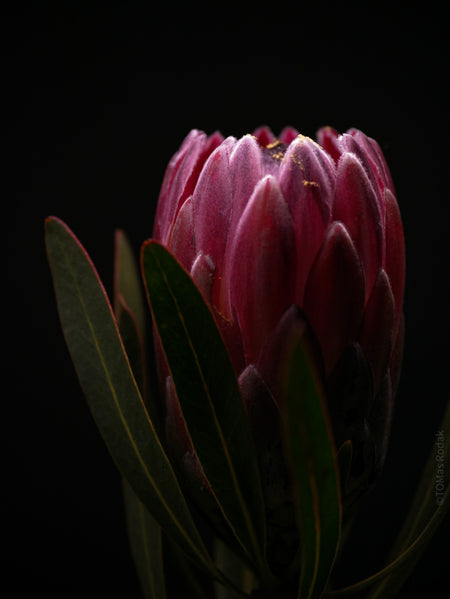 PROTEA ARISTATA, sugarbush, South African plants, floral photography by TOMas Rodak, TOMs FLOWer CLUB.