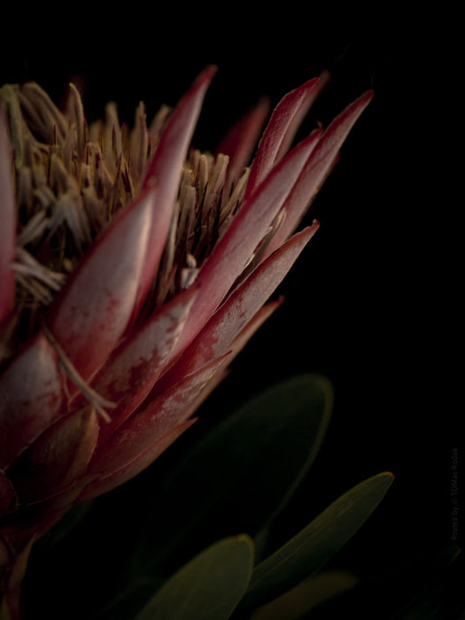 PROTEA - PHOTO PICTURE 70