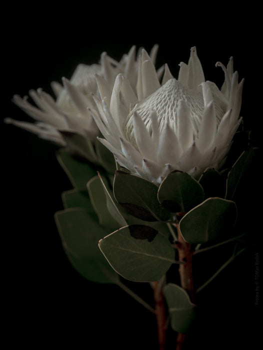 PROTEA - PHOTO PICTURE 74