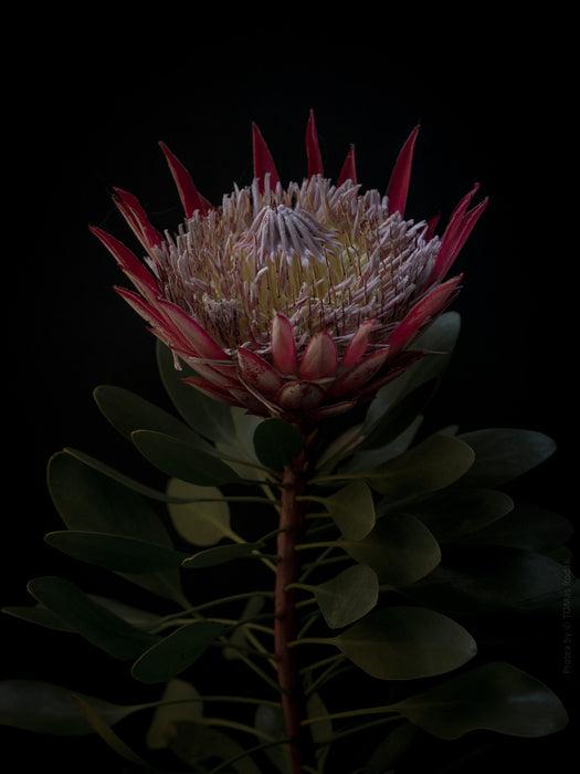 PROTEA - PHOTO PICTURE 75