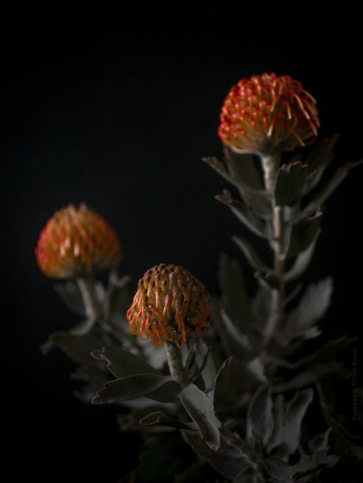 PROTEA - PHOTO PICTURE 77