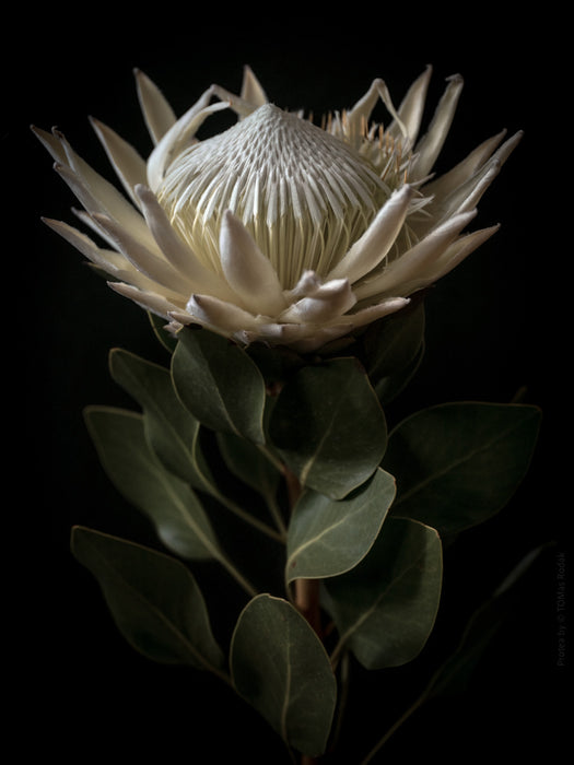 PROTEA - PHOTO PICTURE 79