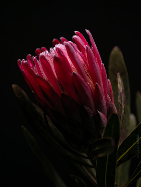 PROTEA ARISTATA, sugarbush, South African plants, floral photography by TOMas Rodak, TOMs FLOWer CLUB.