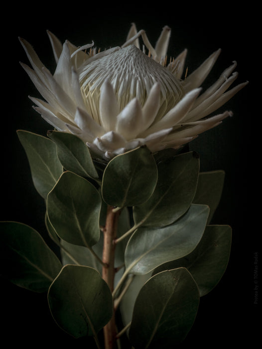 PROTEA - PHOTO PICTURE 87