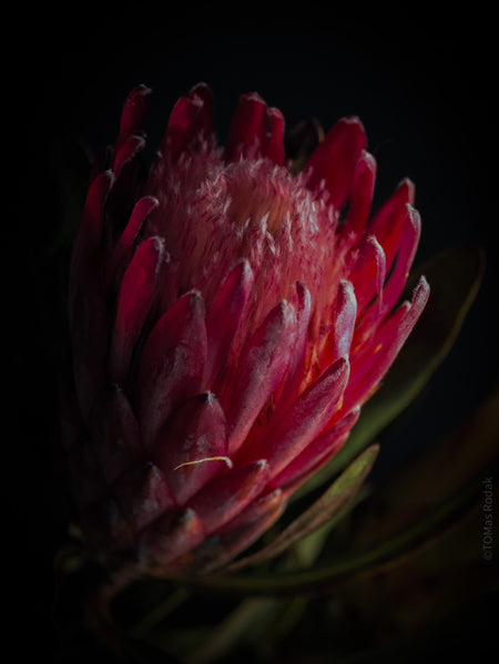 PROTEA ARISTATA, sugarbush, South African plants, floral photography by TOMas Rodak, TOMs FLOWer CLUB.