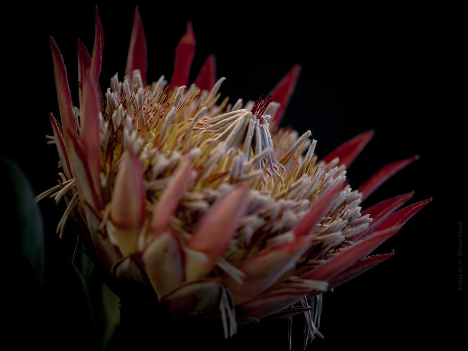 PROTEA - PHOTO PICTURE 93