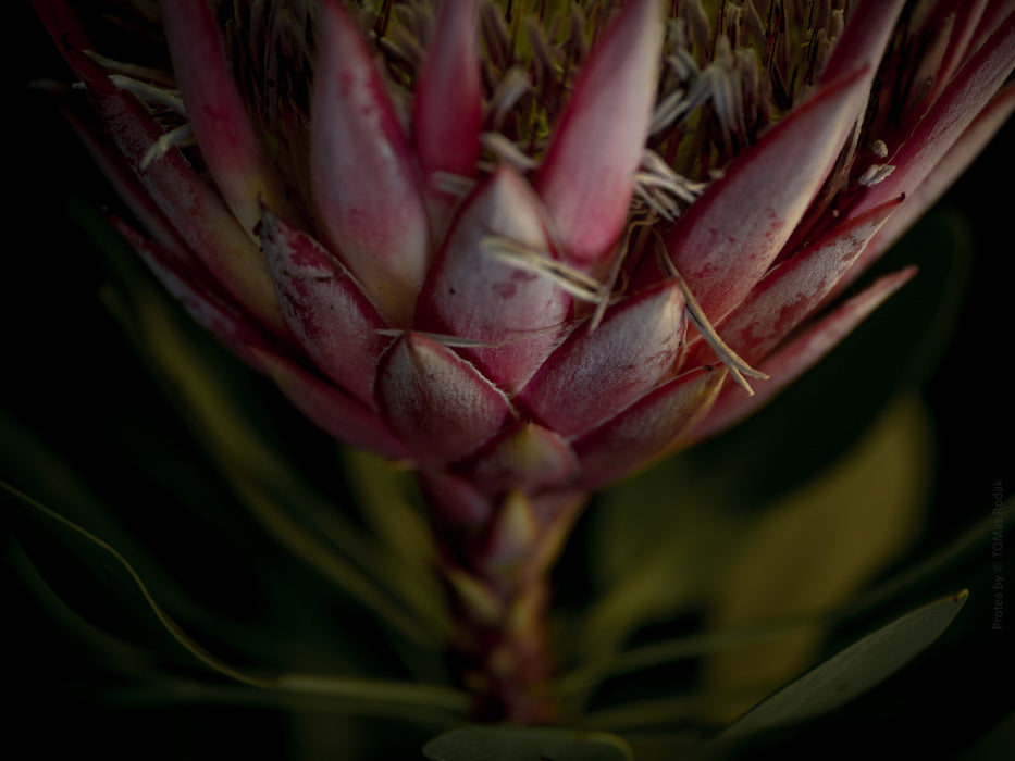 PROTEA - PHOTO PICTURE 95