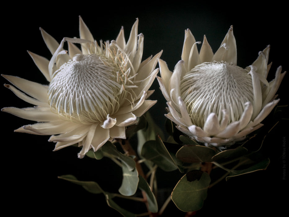 PROTEA - PHOTO PICTURE 98