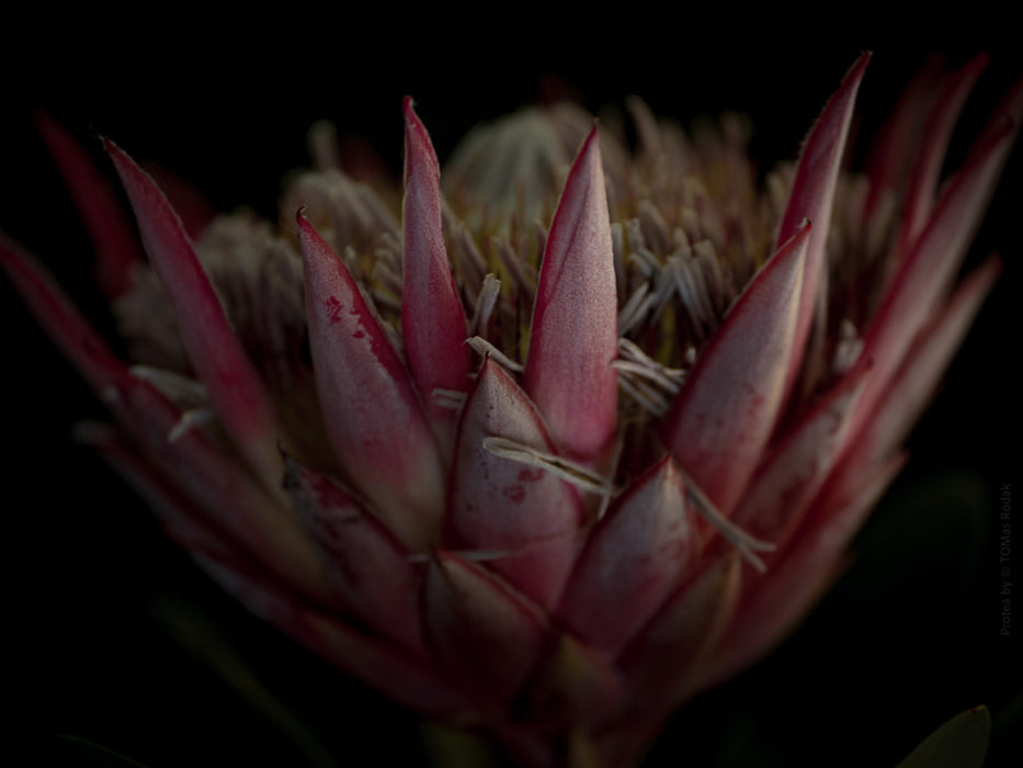 PROTEA - PHOTO PICTURE 99