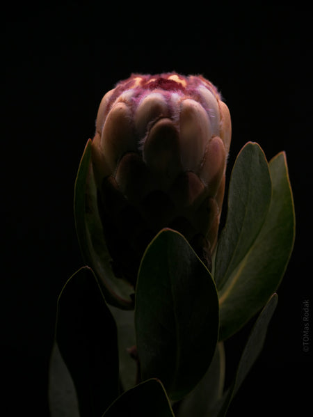 PROTEA ARISTATA, sugarbush, South African plants, floral photography by TOMas Rodak, TOMs FLOWer CLUB.