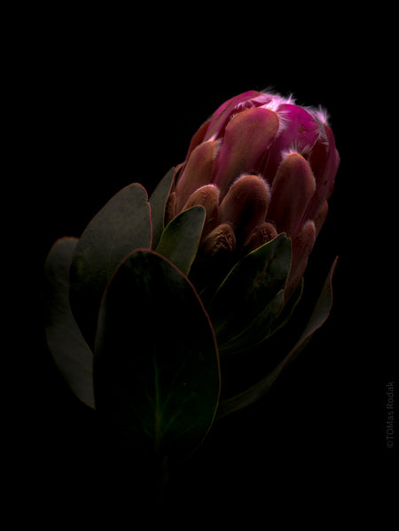 PROTEA ARISTATA, sugarbush, South African plants, floral photography by TOMas Rodak, TOMs FLOWer CLUB.