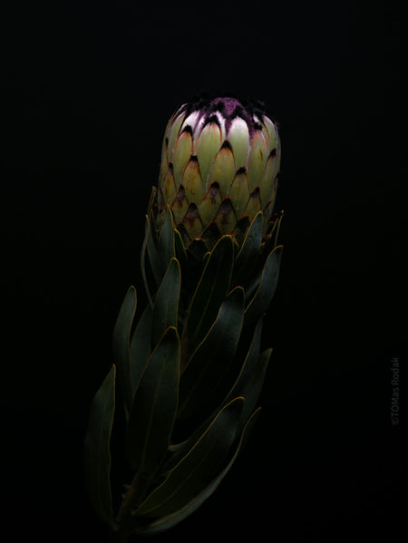 PROTEA BARBIGERA NIOBE, sugarbush, South African plants, floral photography by TOMas Rodak, TOMs FLOWer CLUB. 
