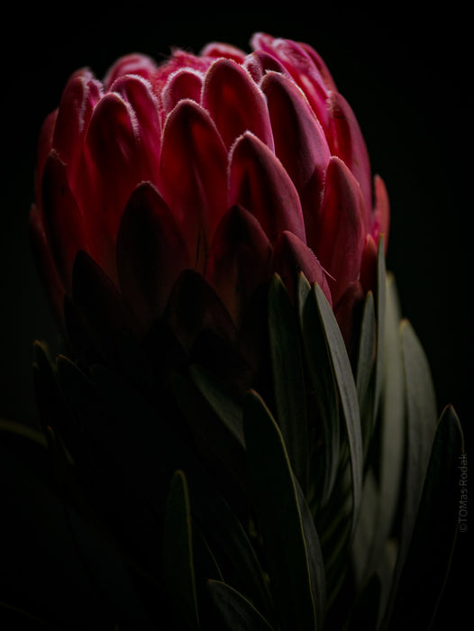 PROTEA ARISTATA, sugarbush, South African plants, floral photography by TOMas Rodak, TOMs FLOWer CLUB.