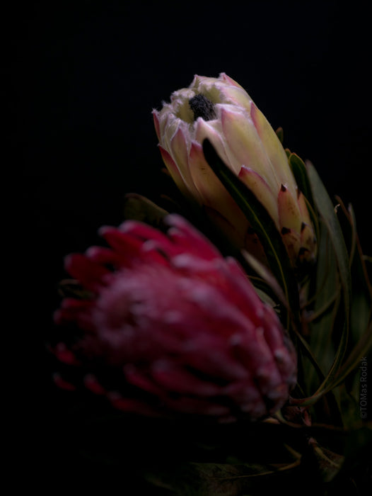 PROTEA ARISTATA, sugarbush, South African plants, floral photography by TOMas Rodak, TOMs FLOWer CLUB.