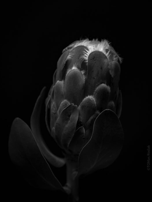 PROTEA ARISTATA, sugarbush, South African plants, floral photography by TOMas Rodak, TOMs FLOWer CLUB.