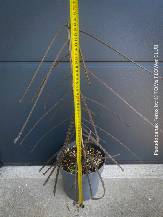 Pseudopanax Ferox, rare tree from Neu Sealand, organically grown for sale at TOMs FLOWer CLUB.