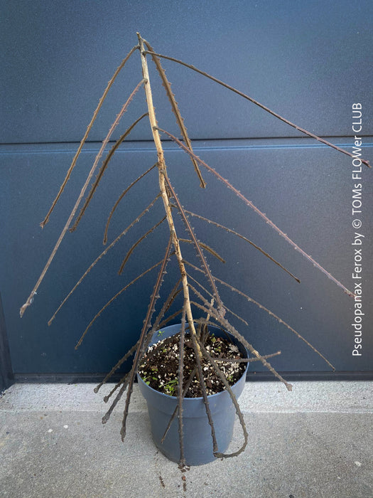 Pseudopanax Ferox, rare tree from Neu Sealand, organically grown for sale at TOMs FLOWer CLUB.