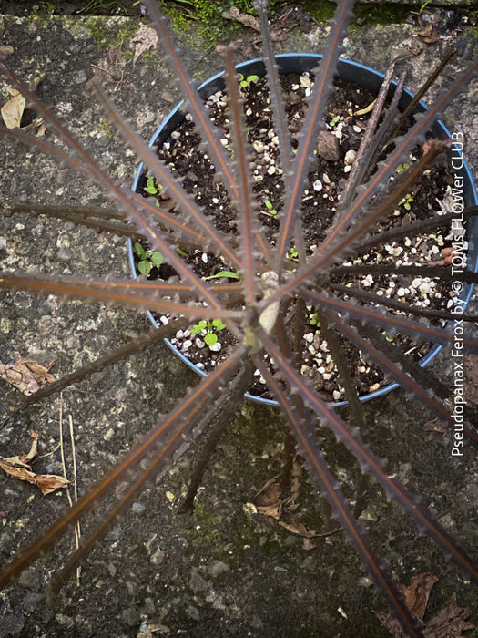 Pseudopanax Ferox, rare tree from Neu Sealand, organically grown for sale at TOMs FLOWer CLUB.