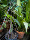 Pseudopanax Ferox, rare tree from Neu Sealand, organically grown for sale at TOMs FLOWer CLUB.