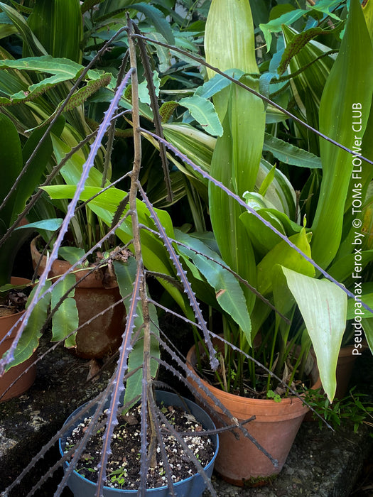 Pseudopanax Ferox, rare tree from Neu Sealand, organically grown for sale at TOMs FLOWer CLUB.