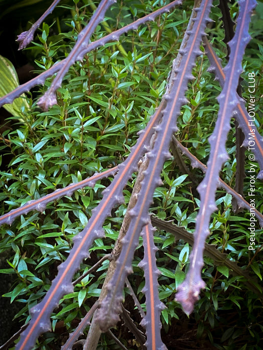 Pseudopanax Ferox, rare tree from Neu Sealand, organically grown for sale at TOMs FLOWer CLUB.