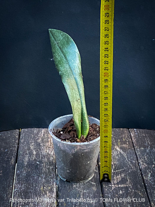 Psychopsis Mariposa var. Trilabelo, yellow flowering orchid, organically grown tropical plants for sale at TOMs FLOWer CLUB
