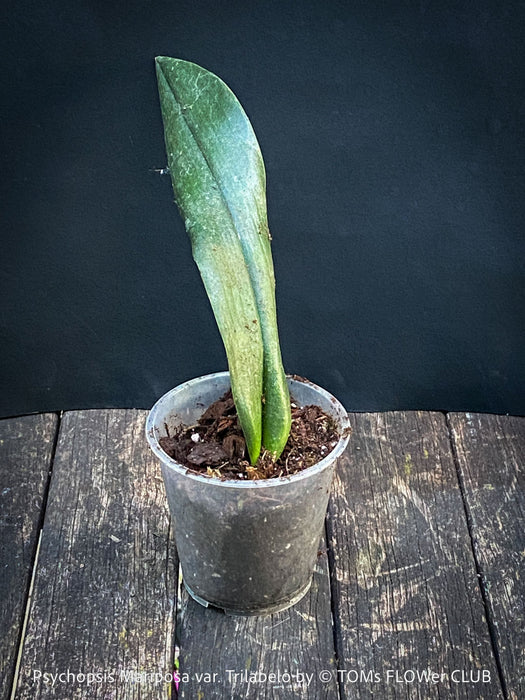 Psychopsis Mariposa var. Trilabelo, yellow flowering orchid, organically grown tropical plants for sale at TOMs FLOWer CLUB