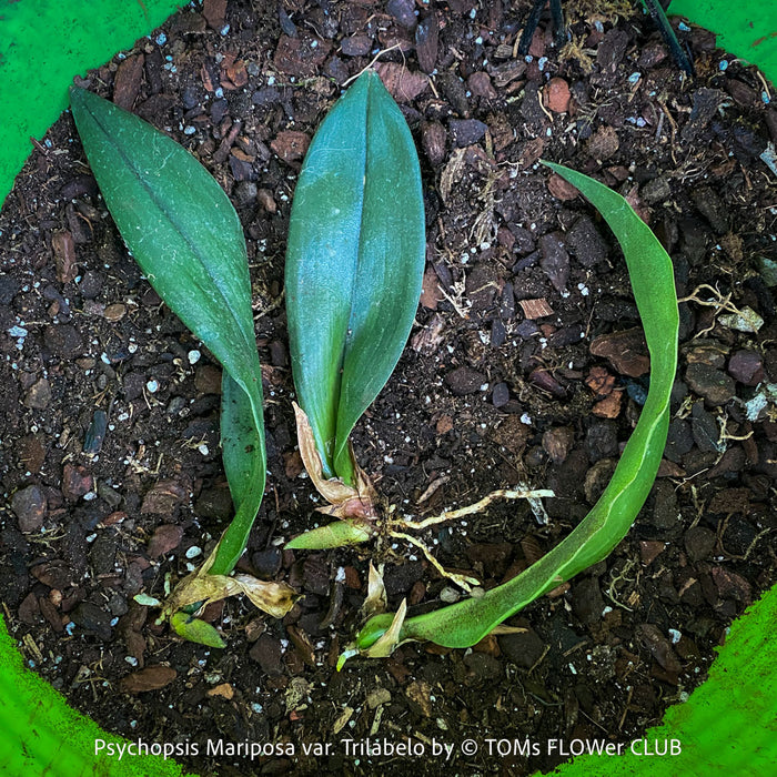 Psychopsis Mariposa var. Trilabelo, yellow flowering orchid, organically grown tropical plants for sale at TOMs FLOWer CLUB