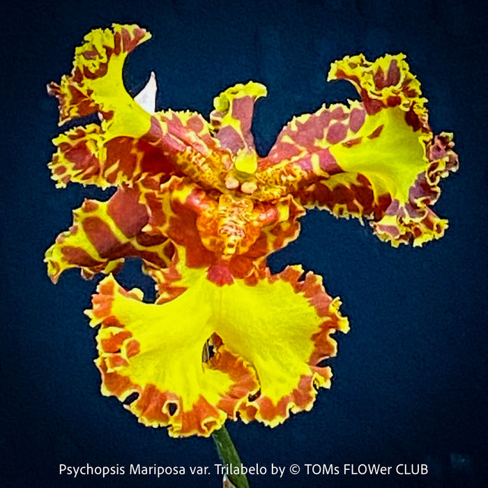 Psychopsis Mariposa var. Trilabelo, yellow flowering orchid, organically grown tropical plants for sale at TOMs FLOWer CLUB