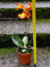 Psychopsis Mariposa var. Trilabelo, yellow flowering orchid, organically grown tropical plants for sale at TOMs FLOWer CLUB