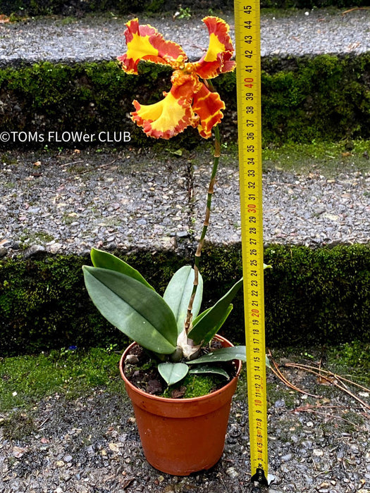 Psychopsis Mariposa var. Trilabelo, yellow flowering orchid, organically grown tropical plants for sale at TOMs FLOWer CLUB