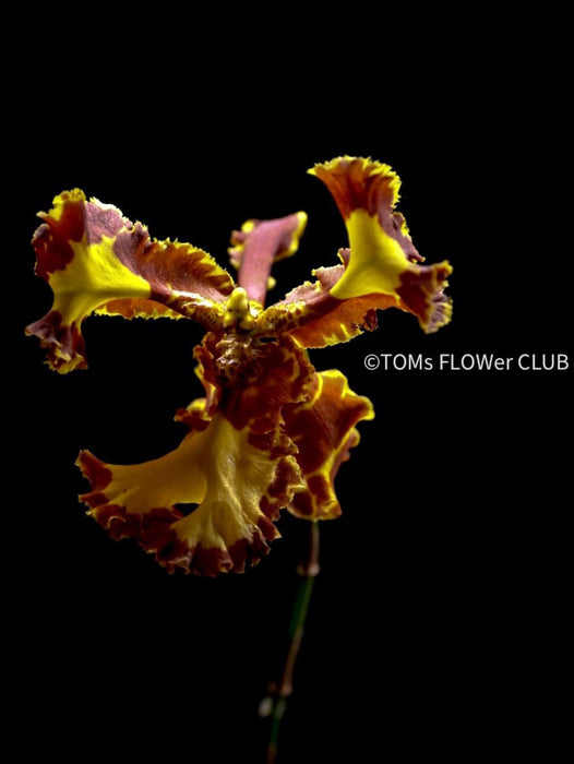 Psychopsis Mariposa var. Trilabelo, yellow flowering orchid, organically grown tropical plants for sale at TOMs FLOWer CLUB