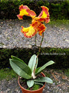 Psychopsis Mariposa var. Trilabelo, yellow flowering orchid, organically grown tropical plants for sale at TOMs FLOWer CLUB