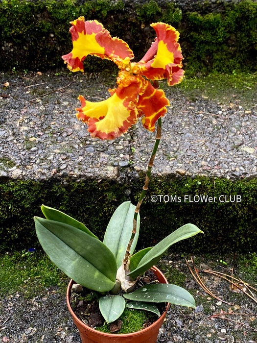 Psychopsis Mariposa var. Trilabelo, yellow flowering orchid, organically grown tropical plants for sale at TOMs FLOWer CLUB