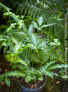 Pteris Cretica Albolineata, Silver Ribbon fern, organically grown tropical plants for sale at TOMs FLOWer CLUB.