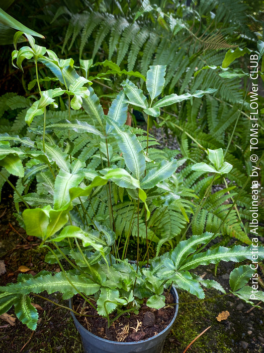 Pteris Cretica Albolineata, Silver Ribbon fern, organically grown tropical plants for sale at TOMs FLOWer CLUB.