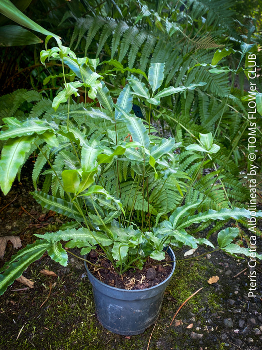 Pteris Cretica Albolineata, Silver Ribbon fern, organically grown tropical plants for sale at TOMs FLOWer CLUB.