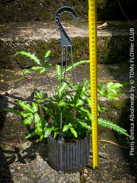 Pteris Cretica Albolineata, Silver Ribbon fern, organically grown tropical plants for sale at TOMs FLOWer CLUB.