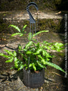Pteris Cretica Albolineata, Silver Ribbon fern, organically grown tropical plants for sale at TOMs FLOWer CLUB.