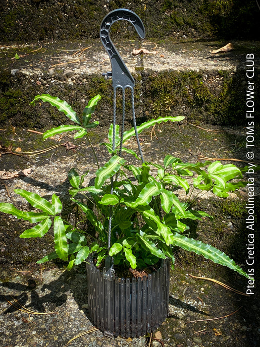 Pteris Cretica Albolineata, Silver Ribbon fern, organically grown tropical plants for sale at TOMs FLOWer CLUB.