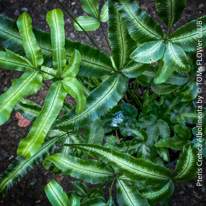 Pteris Cretica Albolineata, Silver Ribbon fern, organically grown tropical plants for sale at TOMs FLOWer CLUB.