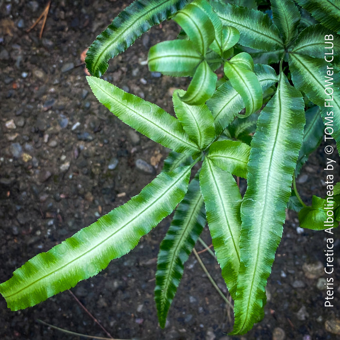 Pteris Cretica Albolineata, Silver Ribbon fern, organically grown tropical plants for sale at TOMs FLOWer CLUB.