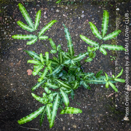 Pteris Cretica Albolineata, Silver Ribbon fern, organically grown tropical plants for sale at TOMs FLOWer CLUB.