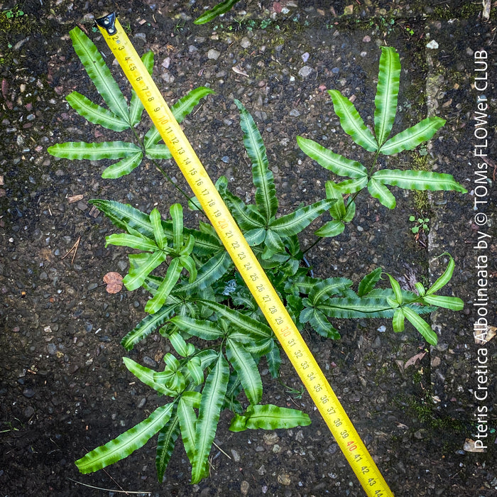 Pteris Cretica Albolineata, Silver Ribbon fern, organically grown tropical plants for sale at TOMs FLOWer CLUB.