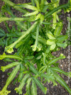 Pteris Cretica Albolineata, Silver Ribbon fern, organically grown tropical plants for sale at TOMs FLOWer CLUB.